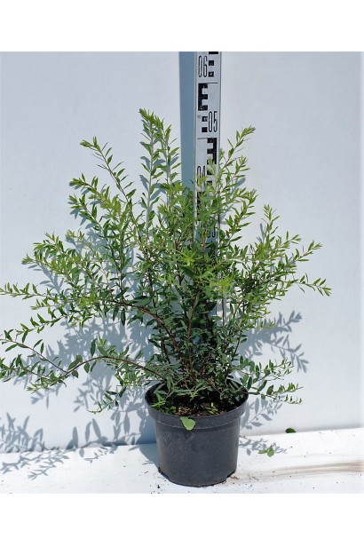 Спірея сіра Граціоза - 3л/вис.50-60/Ø60-70