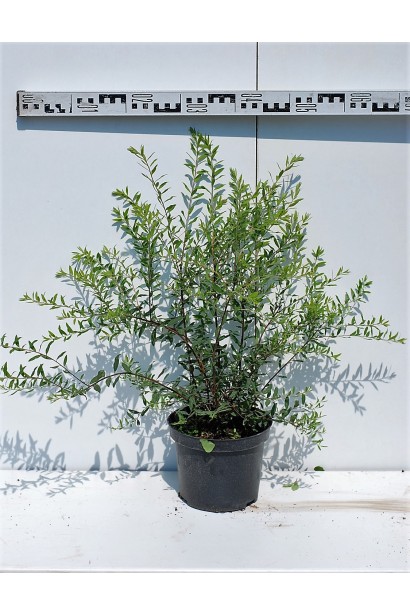 Спірея сіра Граціоза - 3л/вис.50-60/Ø60-70