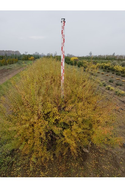 Спірея сіра Граціоза восени