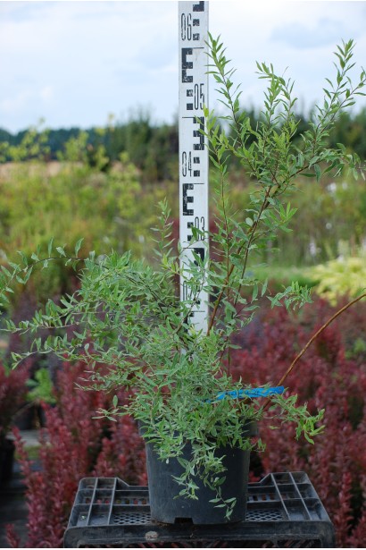 Спірея сіра Граціоза біла