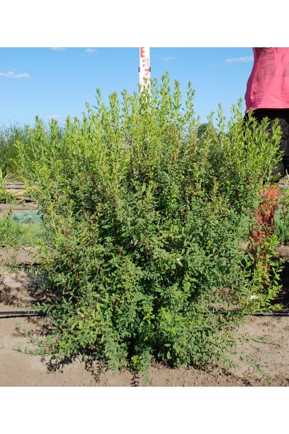 Елегантна спірея Граціоза для садового дизайну.