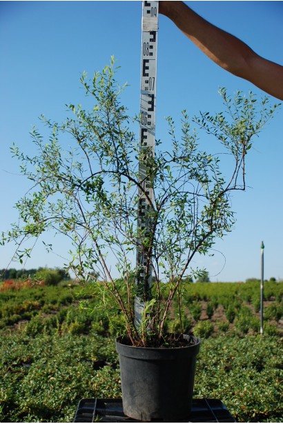 Спірея сіра Граціоза - 3л/вис.80/Ø40-50