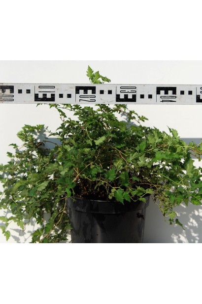 Низькоросла стефанандра для природного дизайну.