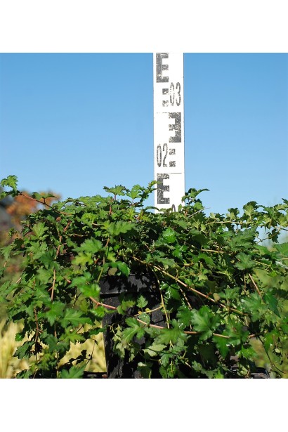 Stephanandra Crispa – декоративний кущ для клумб.