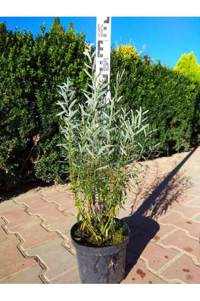 Верба пурпуреа Нана в горщику 3 л висота 30-50 см