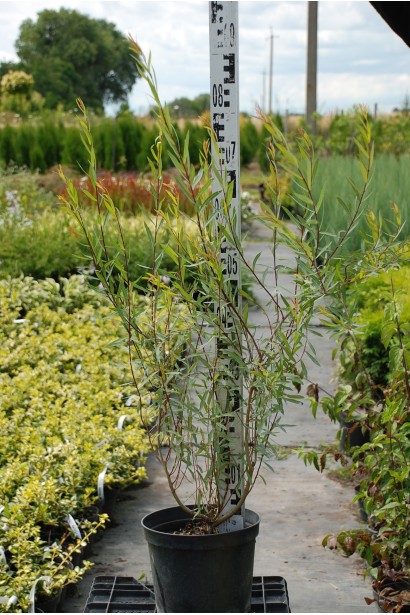 Верба пурпуреа Нана контейнер 3 л