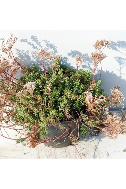 Sedum Atropurpureum - декоративний багаторічник для сонячних ділянок і рокаріїв