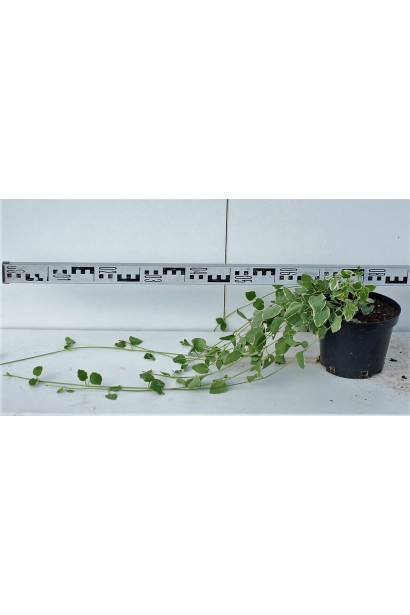 Барвинок большой Вариегата саженец 60-80 см