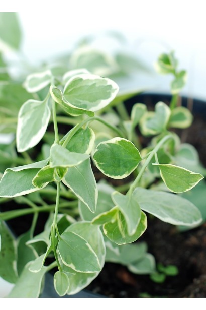 Барвинок большой Вариегата