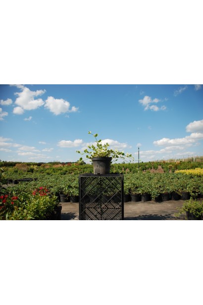 Барвинок Variegata в садовом центре.