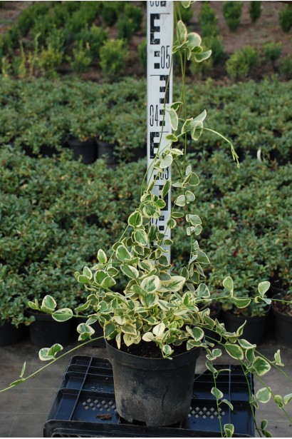 Барвинок большой Вариегата стебли 40-50 см