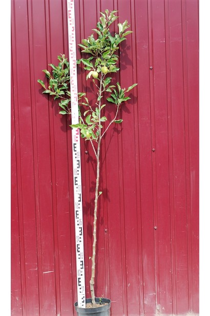 Яблоня домашняя Айдаред (зимняя) в садовом центре Проксима