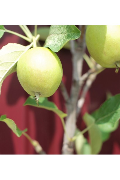 Malus domestica Idared - яблоня для сбора в конце осени и хранения.