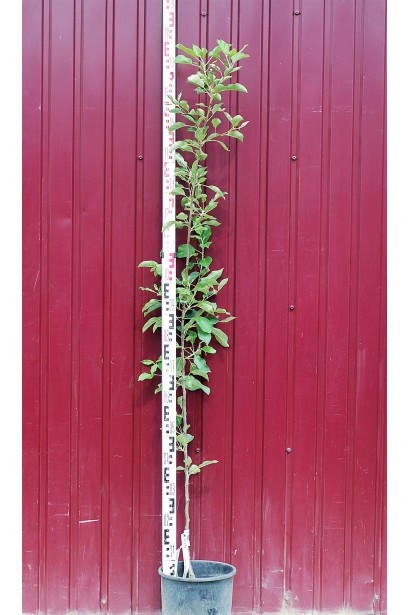 Яблоня домашняя Эмбаси (осенняя) в контейнере