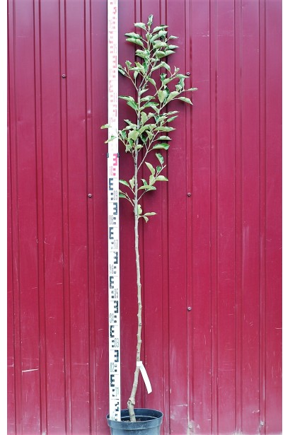 Яблуня домашня Гала (осіння) в контейнері