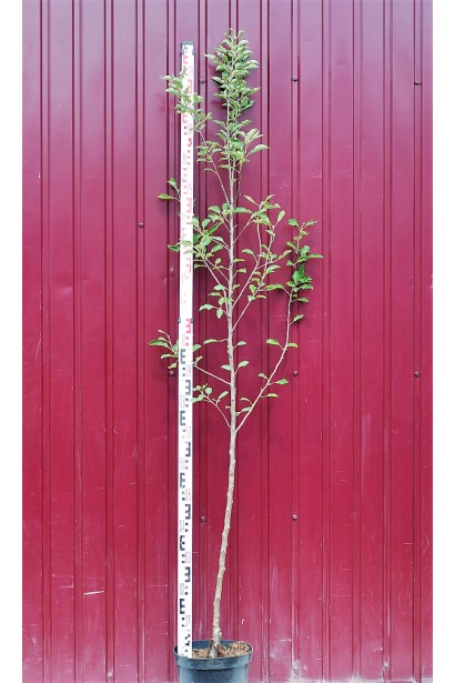 Яблуня домашня Голден Делішес (зимова) в контейнері