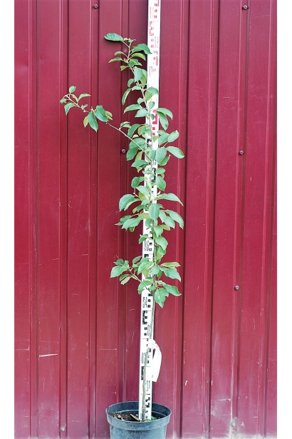 Яблуня домашня Гренні Сміт (зимова) в контейнері