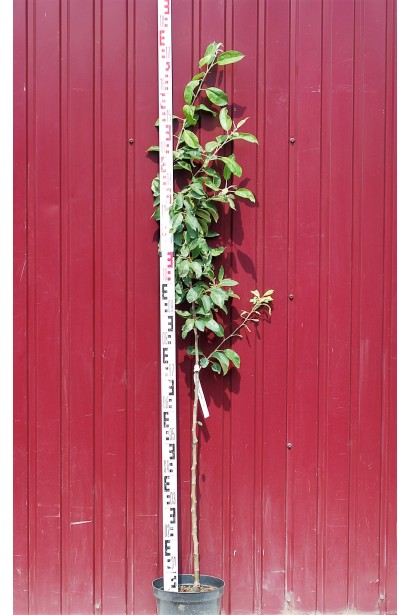 Яблуня Reinette Simirenko — сорт із довгою історією та стабільною врожайністю.