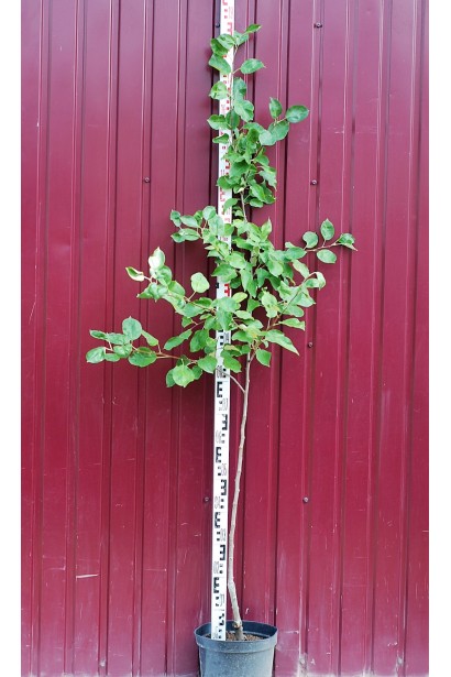  Яблуня домашня Ерлі Женева (літня) в контейнері