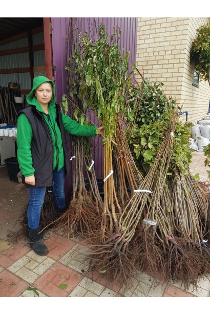  Яблуня домашня Ерлі Женева з голим коренем