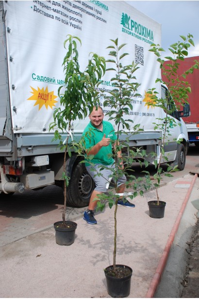  Яблуня домашня Ерлі Женева в садовому центрі Проксіма