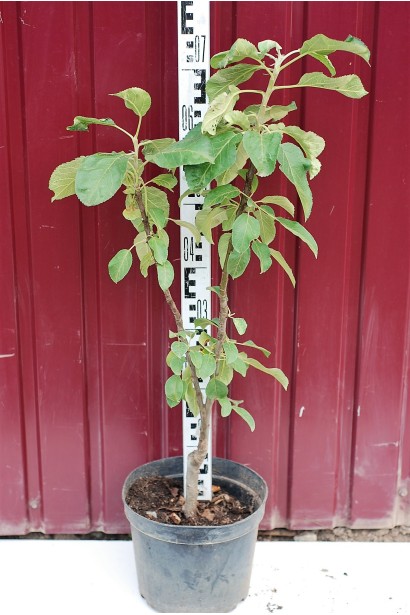 Яблуня колоновидна Останкіно в контейнері