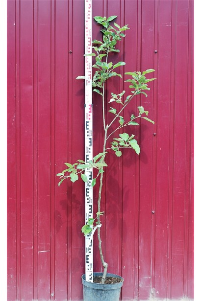 Зимний сорт Лигол в контейнере