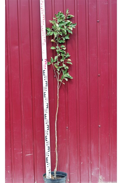 Яблуня домашня Мутсу в контейнері