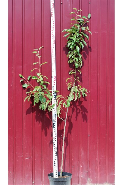 Яблуня домашня Пінова в садовому центрі