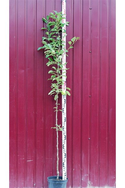 Яблоня домашняя Рубин-Стар в садовом центре