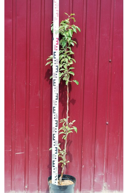 Райська яблуня — плодова осіння красуня в саду.