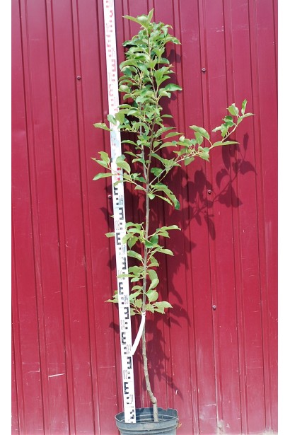 Яблоня домашняя Топаз (зимняя) в контейнере