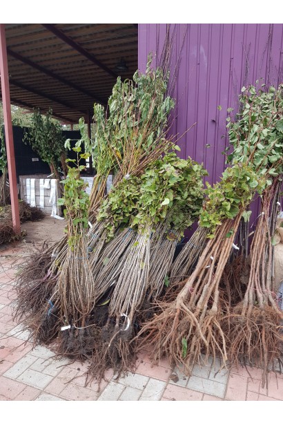 Саженцы Яблони домашняя Фуджи (зимняя) в садовом центре