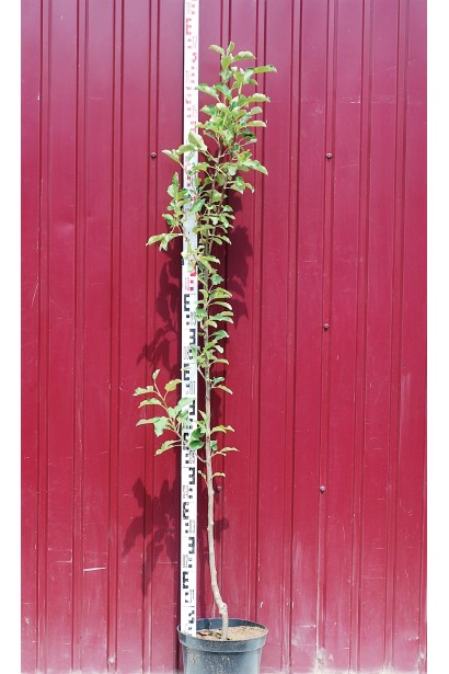 Яблуня домашня Чемпіон (осіння) в контейнері