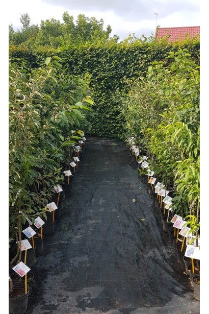 Яблуня домашня Чемпіон в садовому центрі