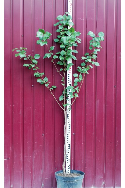 Абрикос Киевский Ранний в горшке