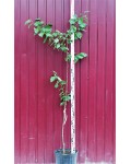 Абрикос Червонощокий (ранній) | Абрикос Краснощекий (ранний) | Prunus armeniaca Сheeked