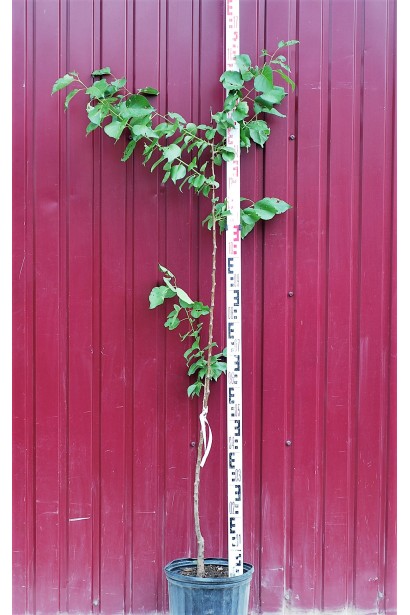 Абрикос Червонощокий ранній  в контейнері