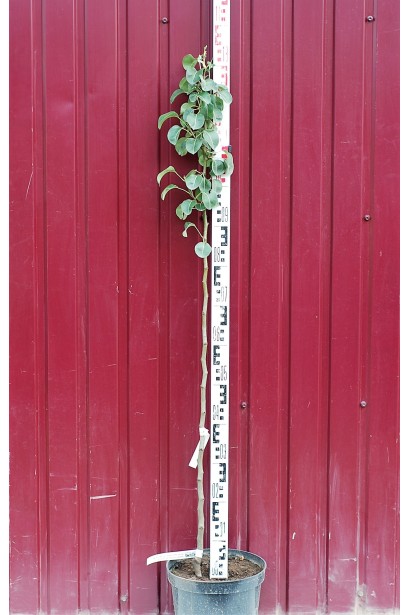 Груша Улюблениця Клаппа в горщику 