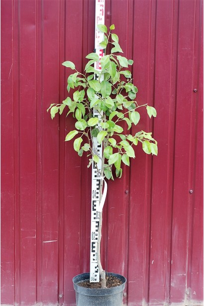 Груша обыкновенная Ноябрьская в контейнере