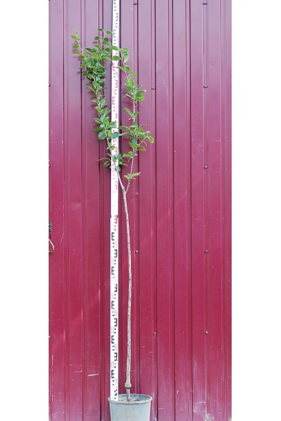 Саженец сливы Кабардинка в садовом центре