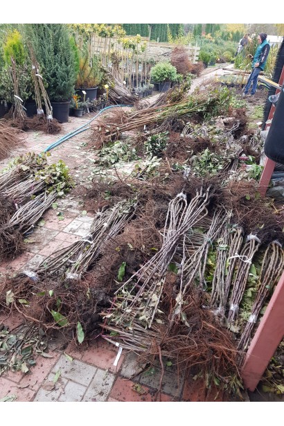 Саженцы слив в садовом центре