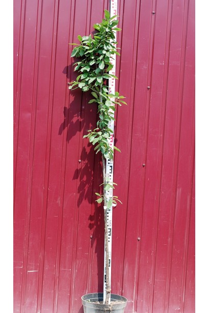 Саджанець сливи Ренклод Альтана в контейнері