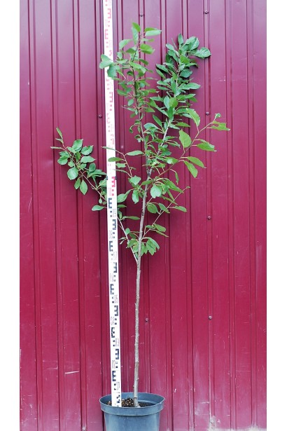 Саджанець сливи в контейнері