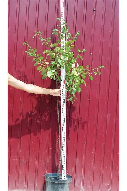 Саджанець в контейнері - садовий центр Проксіма