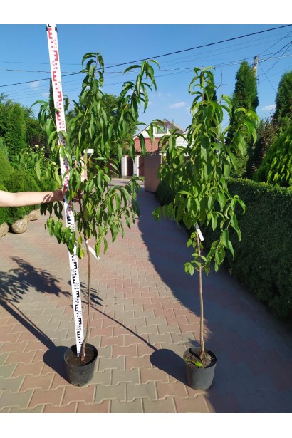 Саджанець персика "Редхейвен" у контейнері, готовий до висадки.