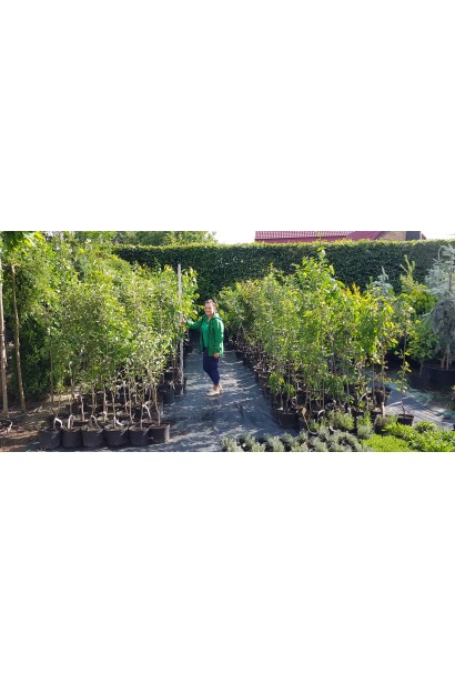 Персик "Редхейвен" — середній за висотою сорт із густою кроною.