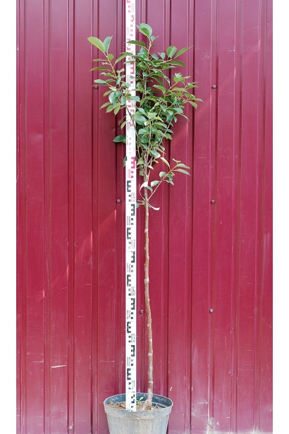 Вишня домашняя Чере-вишня в контейнері