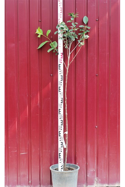 Черешня крупноплодная Шпанка контейнер 7,5л, высота 110-140 см