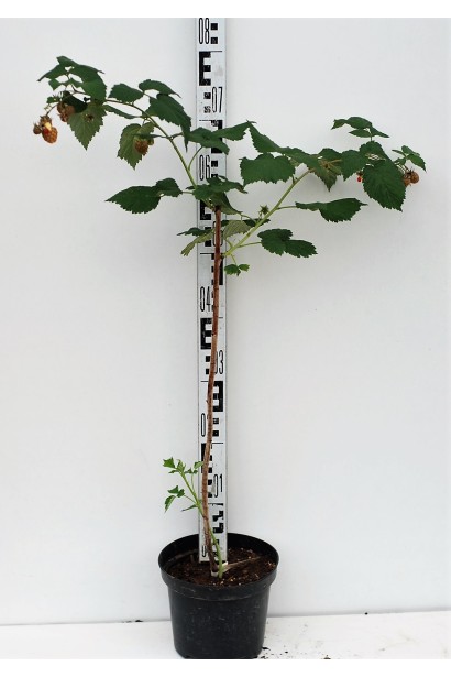 Малина Глен Ампл саджанець в контейнері 5 л 60-80 см